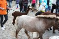 IMG_6618