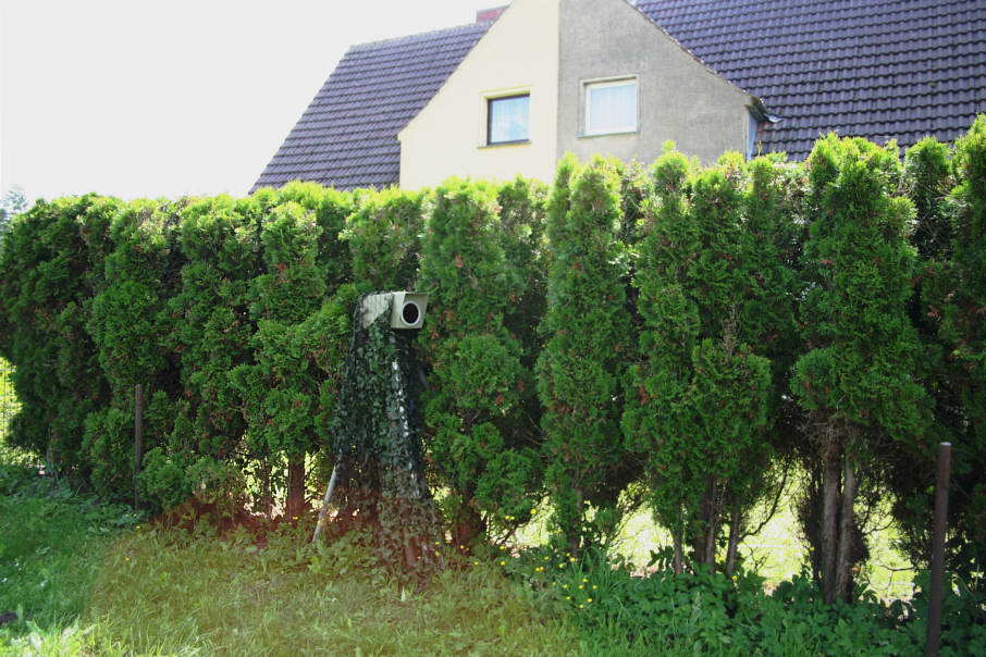 Kamera ES 3.0 mit Tarnnetz in Hecke